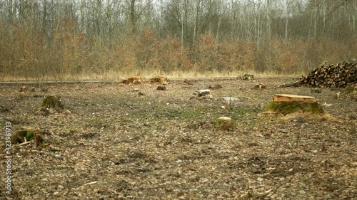 Logging cut industry pile timber of felled wood branches cutting deforestation, stump newly new planted planting growing trees seedling making their way wood larva larvae, clear cut calamity wood