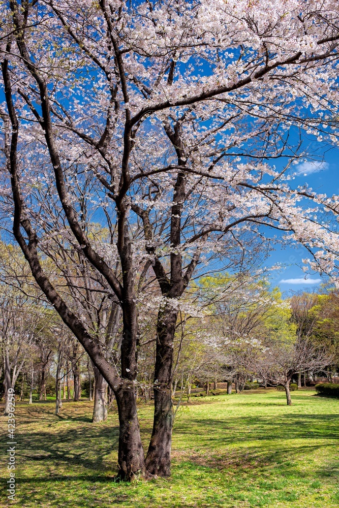 東京都・八王子市 春の富士見台公園の風景