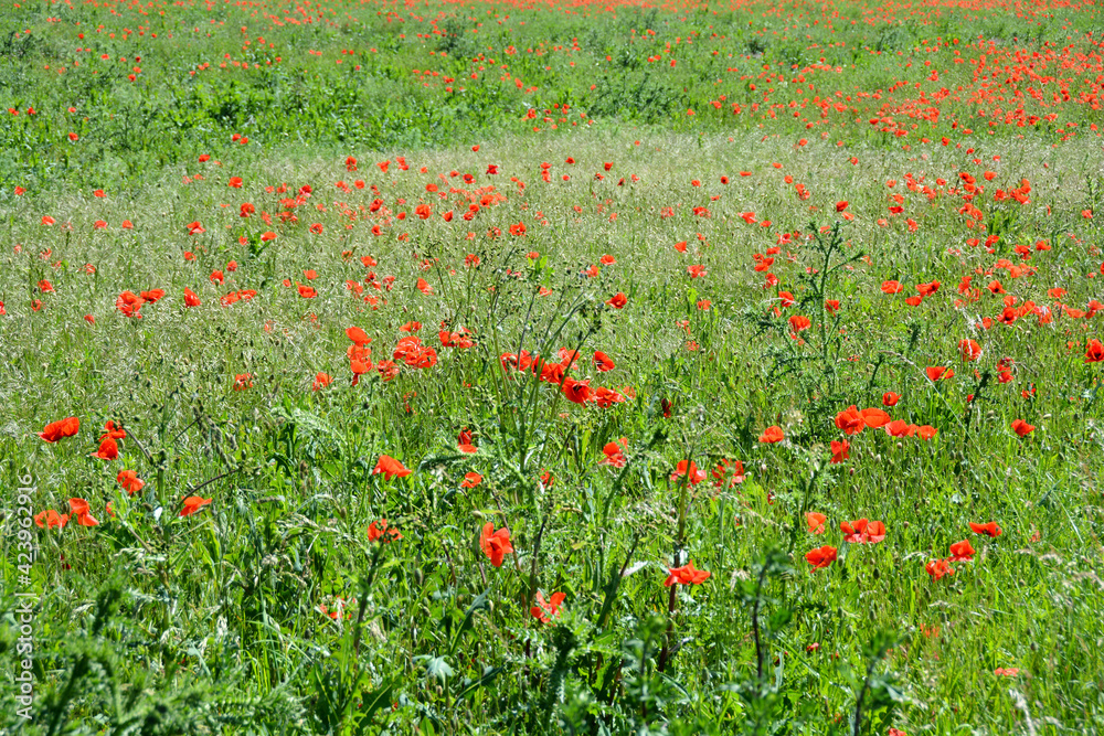 Many poppy flowers  ( Papaver rhoeas )  on a  meadow
