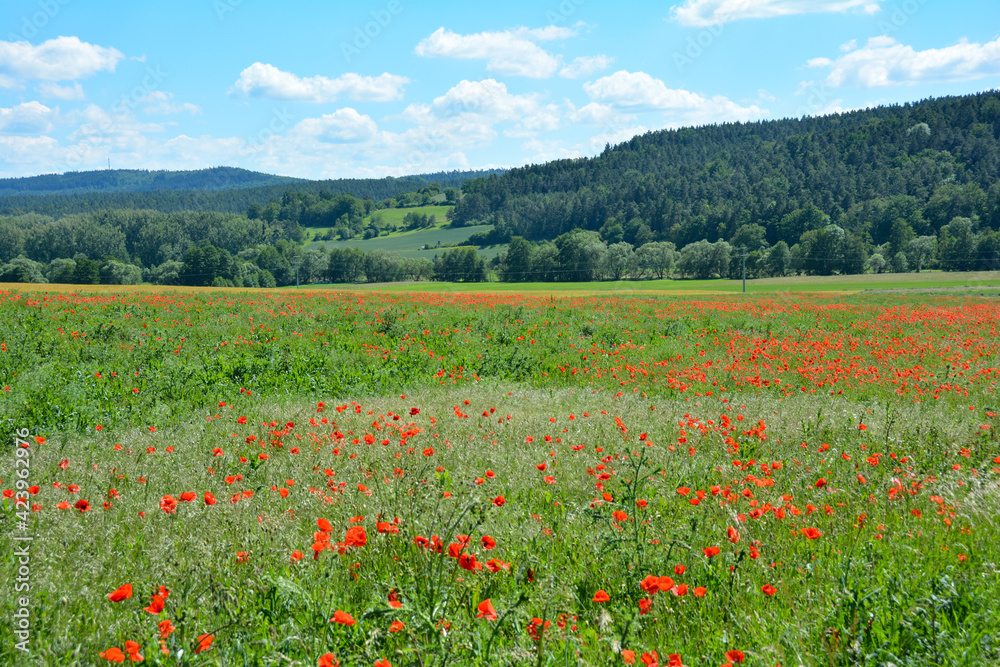Large meadow with many red poppies and green forest
