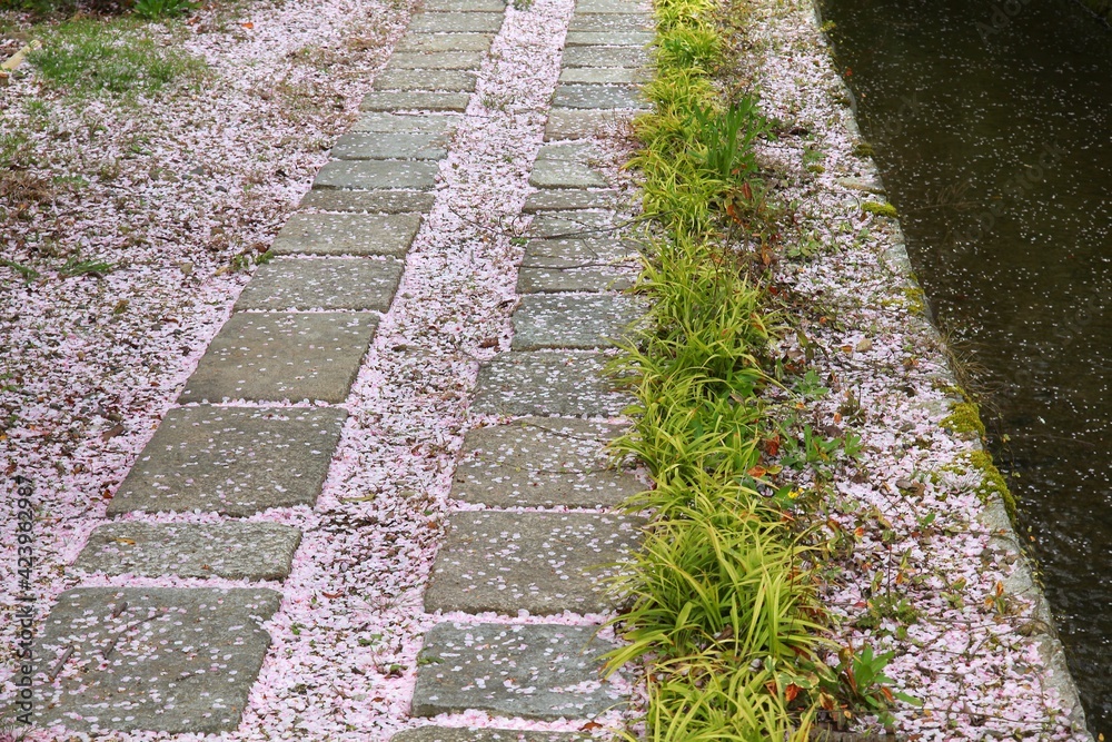 Obraz premium Kyoto Japan - cherry blossoms blizzard