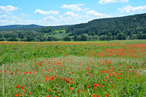 Large meadow with many red poppies and green forest