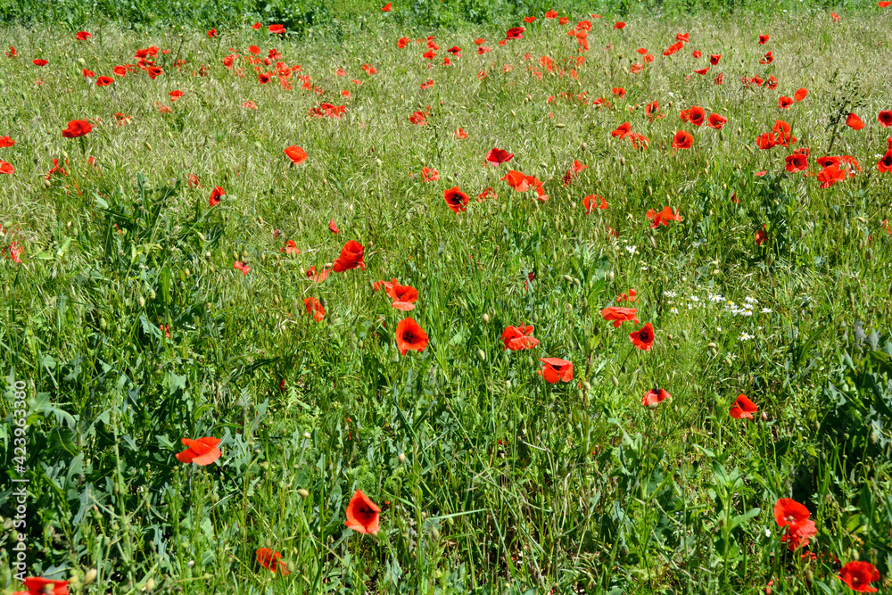 Meadow with lots of red poppies