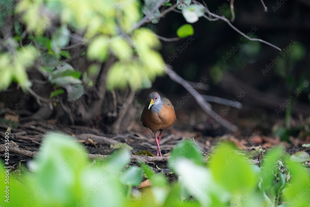 The Grey-necked Wood Rail or Grey-cowled Wood Rail (Aramides cajaneus) The Grey-necked Wood Rail or Grey-cowled Wood Rail (Aramides cajaneus)