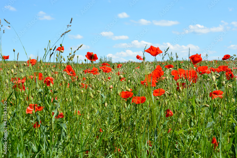 Meadow with lots of red poppies and blue sky