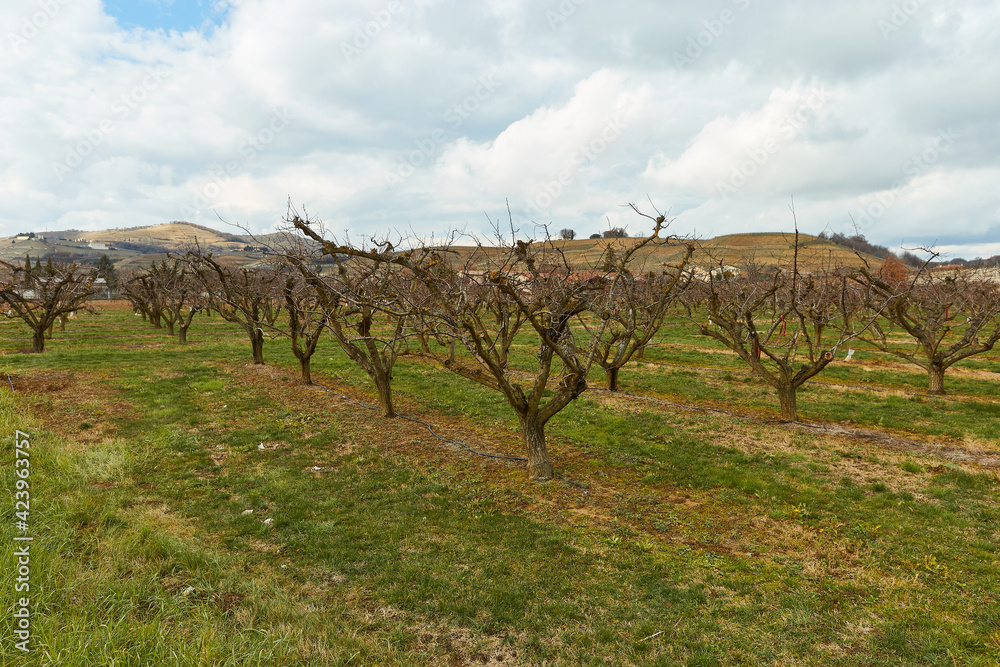 Wine grape field in France in early spring.