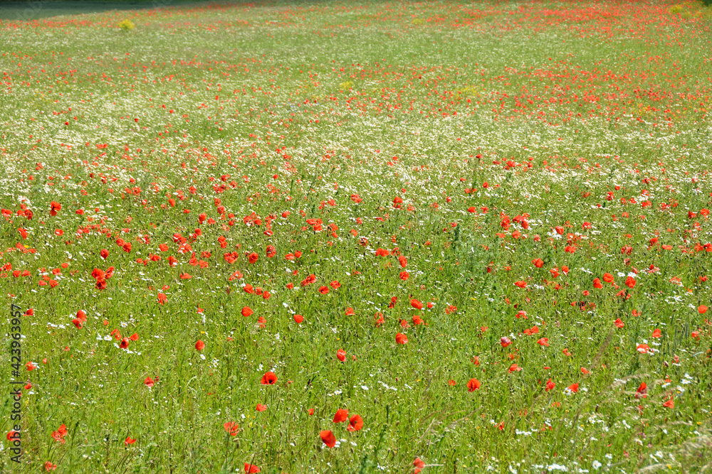 A big  green meadow with lots of red wild flowers