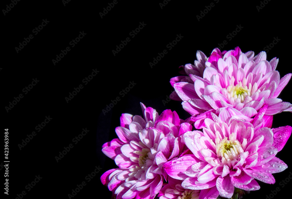 Chrysanthemum flower of soft purple color with water drops on the petals close-up, black background, copy space, template, postcard, macro photography