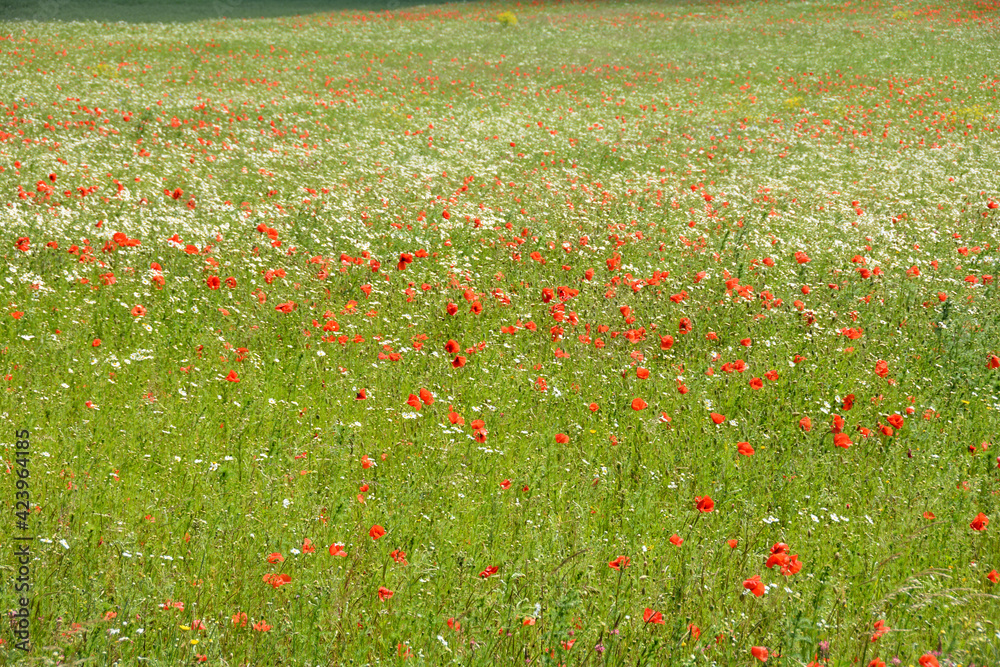 A large green meadow with lots of wild flowers