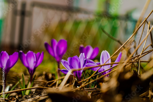 purple crocus flowers