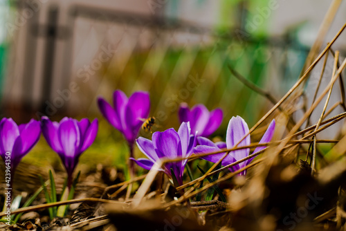 purple crocus flowers