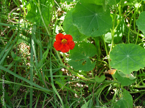 Flowers and plants on Dangar Island