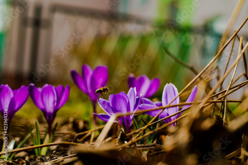 crocuses in the garden