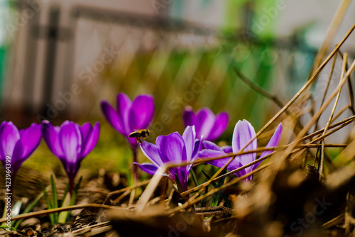 purple crocus flowers