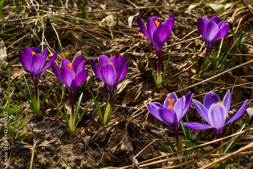 purple crocus flowers