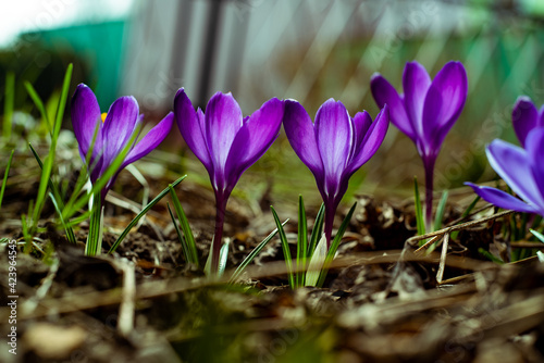 spring crocus flowers