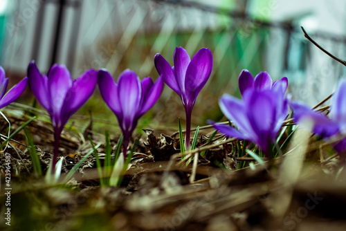purple crocus flowers