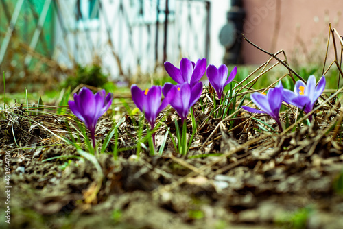 spring crocus flowers
