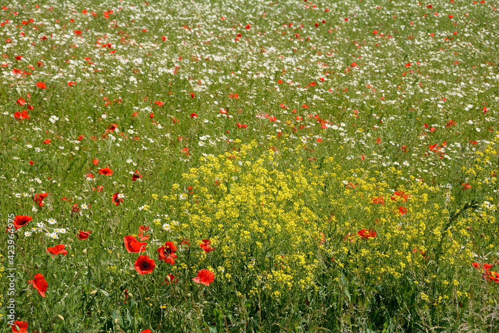 Meadow with lots of wild flowers
