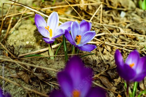 purple crocus flowers