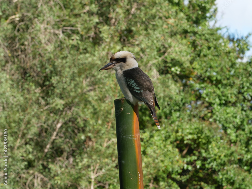 Australian Kookaburra on Dangar Island, NSW