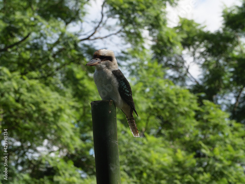 Australian Kookaburra on Dangar Island, NSW photo