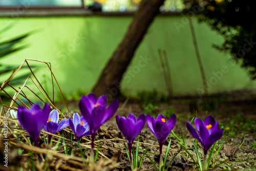 purple crocus flowers