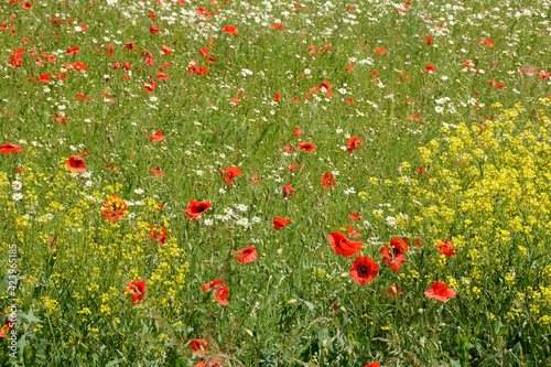 A big meadow with poppies and daisies