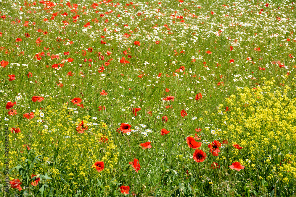 A meadow with poppies and  daisies