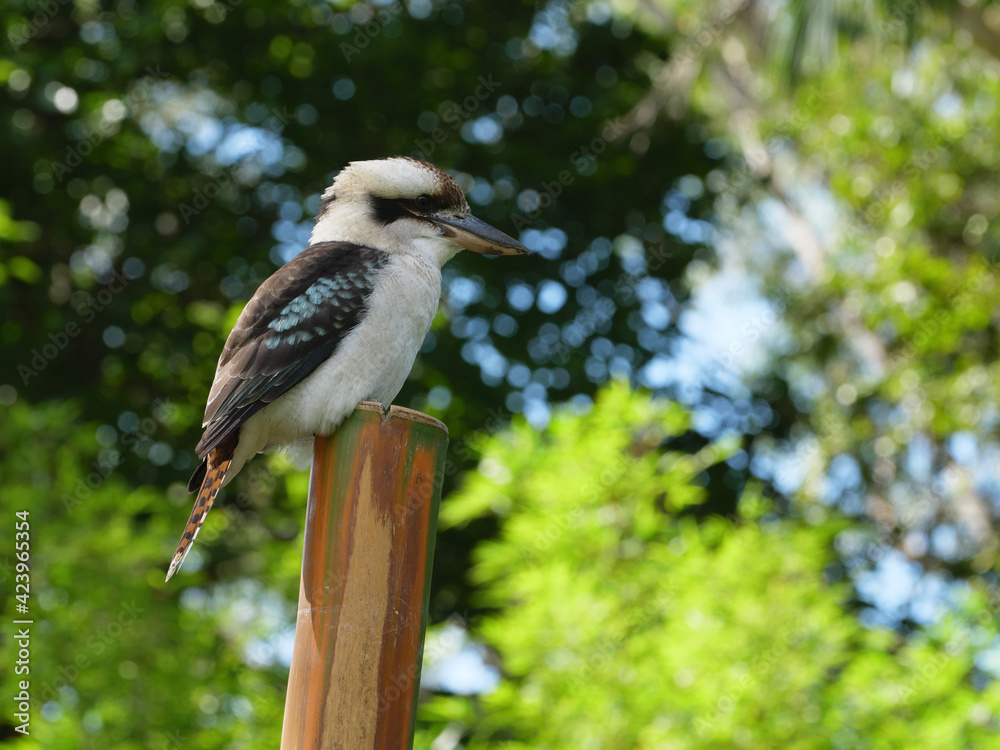 Fototapeta premium Australian Kookaburra on Dangar Island, NSW
