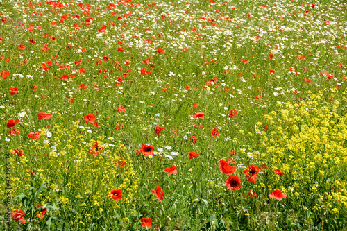 A meadow with poppies and daisies