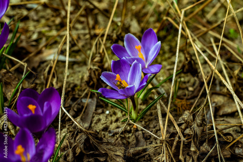 purple crocus flowers