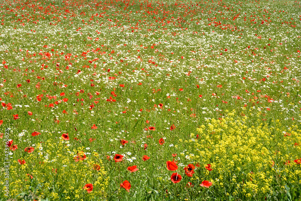Meadow with  red poppies and white daisies