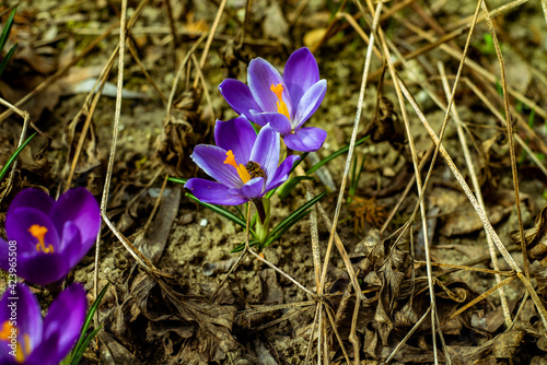 spring crocus flowers