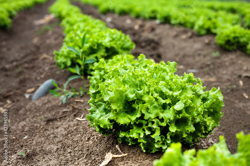 Gardening banner background with green lettuce plants. Agricultural field with Green lettuce leaves on garden beds in the vegetable field. 
