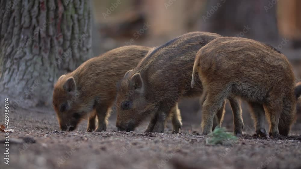 Closeup young wild boars Sus scrofa, excited piggy romping together in dark wood. Wildlife tranquil scene of long furry animals. Strong nose and well smell sense to search food in omnivorous mammal. Closeup young wild boars Sus scrofa, excited piggy romping together in dark wood. Wildlife tranquil scene of long furry animals. Strong nose and well smell sense to search food in omnivorous mammal.