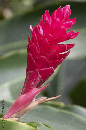 la beauté des fleurs du jardin 