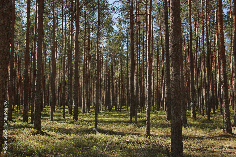 Coniferous green pine forest landscape in summer