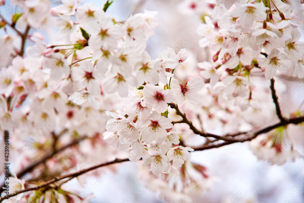 Cherry blossom in spring