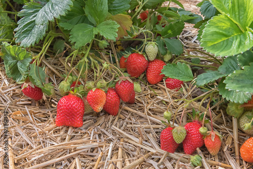 Strawberries in the foreground. Close-up photo. Strawberry field