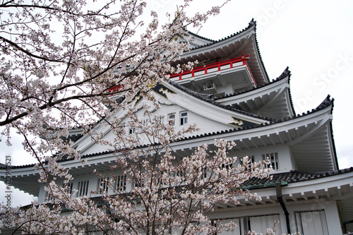 Atami castle with cherry tree in spring. photo