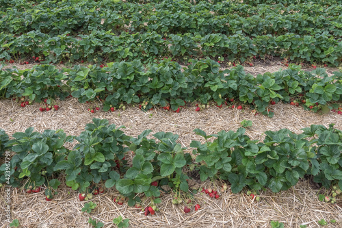 Field of fresh ripe big red strawberry fruit. Growing organic berries. Diet Vegetarian food