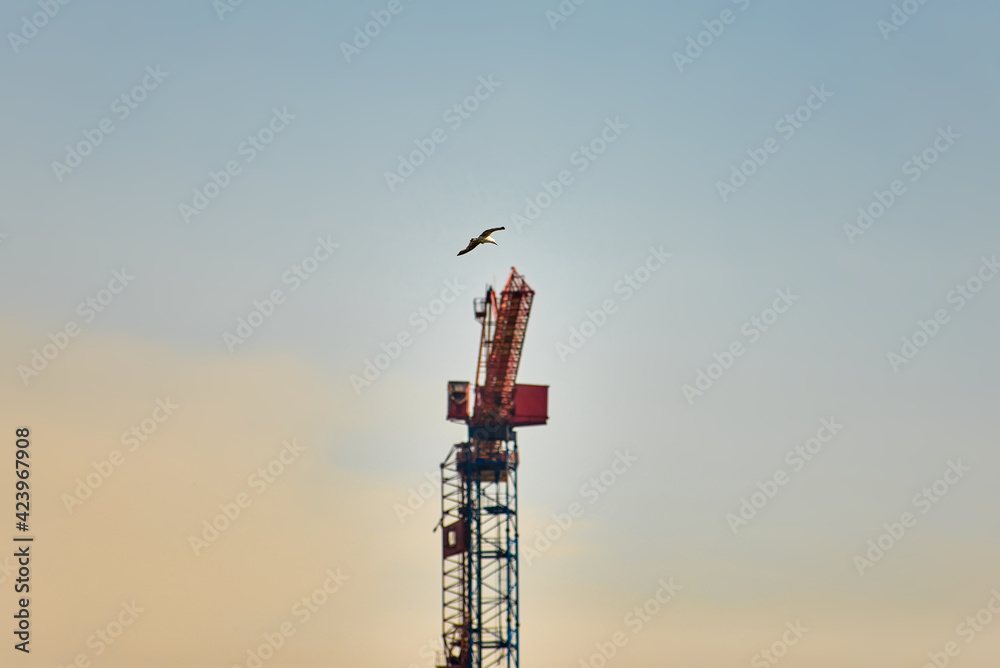 lone bird flies in the sky against the background of construction crane