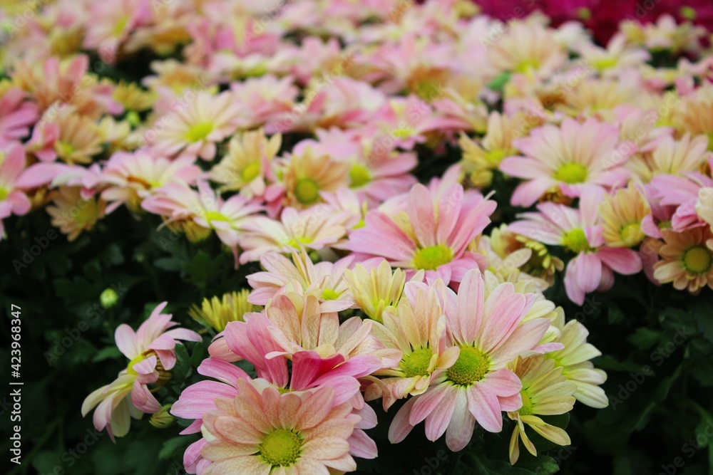 Obraz premium Endless field of beautiful, colorful daisies. 