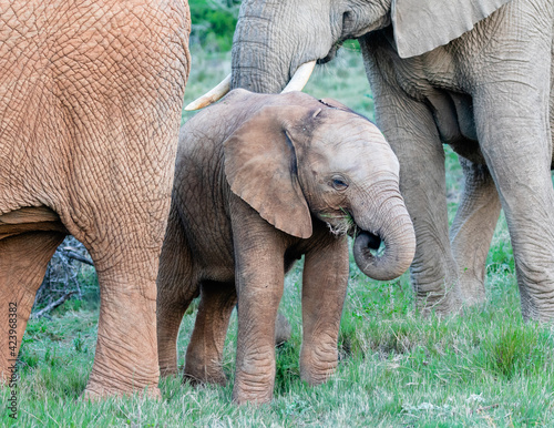 African elephant calf eating
