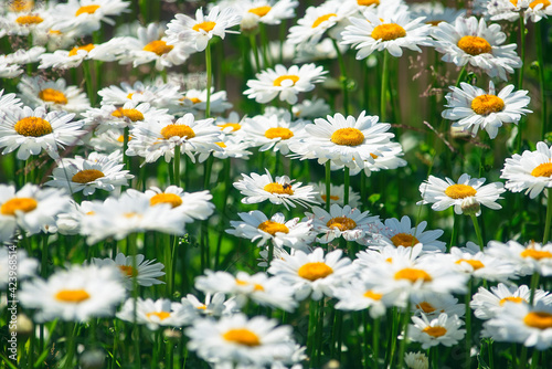 field daisies. many summer flowers in meadow on sunny day