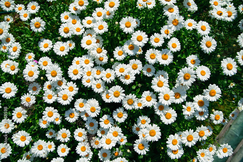 lot of daisies. summer flowers on the field. view from above. overhead