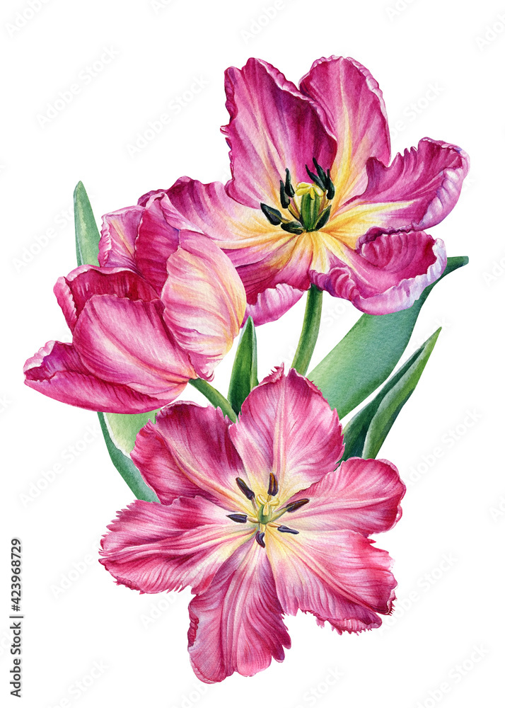 Bouquet pink tulips on isolated white background, botanical watercolor illustration Bouquet pink tulips on isolated white background, botanical watercolor illustration