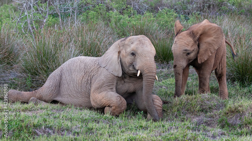 Juvenile and baby elephants playing

