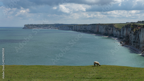 Mouton sur une falaise au bord de l'océan
